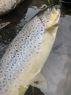 ブラウントラウト