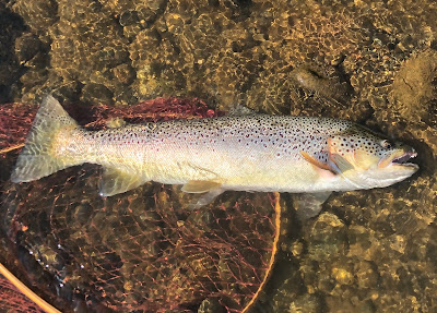 ブラウントラウト