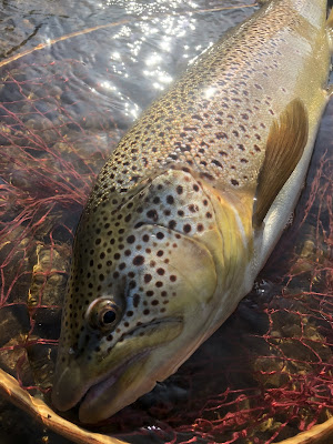 ブラウントラウト