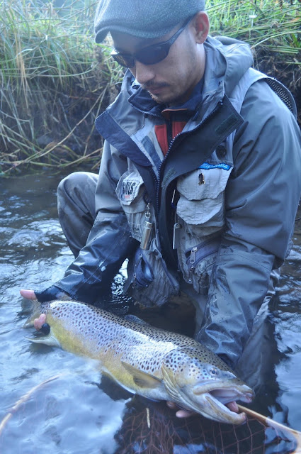 ブラウントラウト