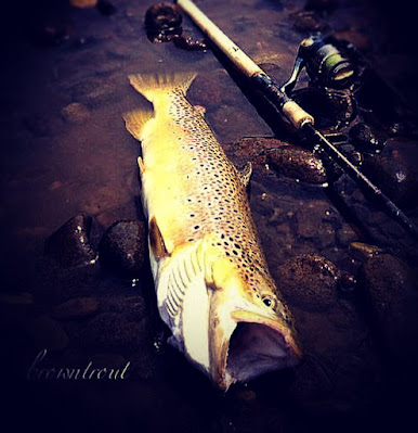 ブラウントラウト