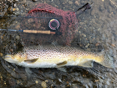 ブラウントラウト