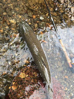 ブラウントラウト