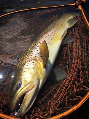 ブラウントラウト