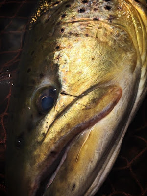 ブラウントラウト