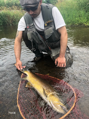 ブラウントラウト